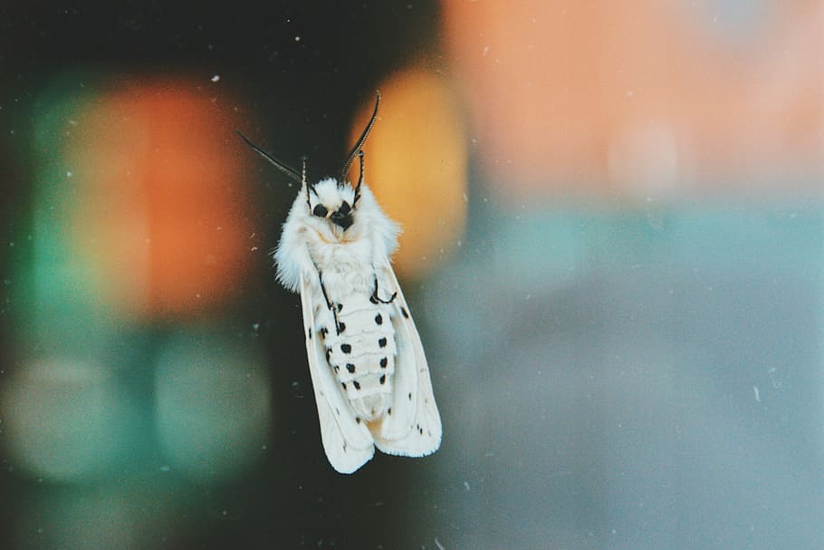 fotografia macro, blanc, arna, selectiu, focalitzar la fotografia, papallona, error, bokeh, ales, primer pla, macro, color, animal, un animal, temes d'animals, fauna animal, animals a la natura, vertebrats, vidre - material, cap gent, transparent, dia, finestra, mamífer, centrar-se en primer pla, animals en captivitat, naturalesa, penjant, a l'aire lliure, aigua, nevar, 1080P