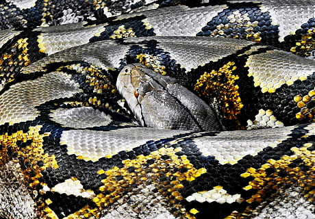 python, resting, head, body, gray, black, yellow, snake, reticulated python, coil, reptile, pattern, camouflage, texture, scaly, australia, david clode, longest snake, one animal, animal, animal themes, animals in the wild, animal wildlife, close-up, no people, vertebrate, animal body part, nature, day, full frame, flower, outdoors, beauty in nature, black color, natural pattern, animal scale, 2K, CC0, public domain, royalty free