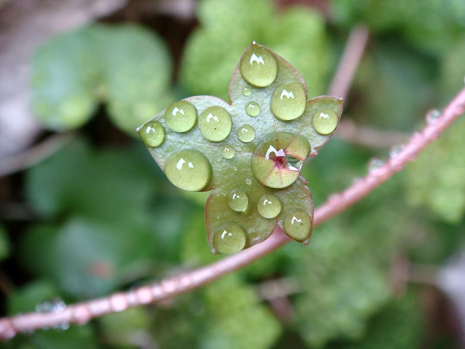 folha, gotas, agua, orvalho, natureza, verde, plantar, Pingo D'água, botânica, Folha verde, folhas verdes, crescimento, vida, chuva, molhado, gota de orvalho, saudável, gota de chuva, manhã, planta crescente, solta, frescura, fechar-se, beleza na natureza, focar em primeiro plano, cor verde, ninguém, vulnerabilidade, dia, fragilidade, ao ar livre, pureza, estação chuvosa, sai, 2K