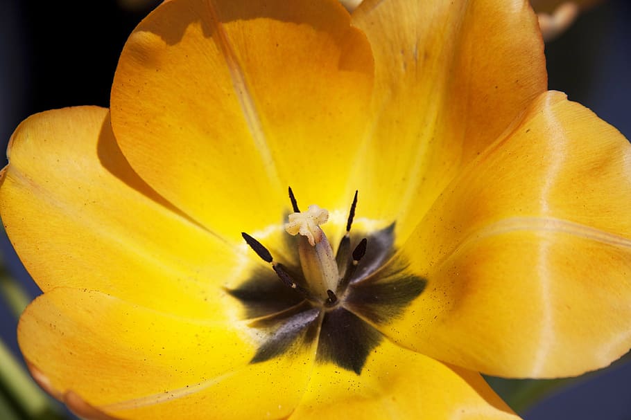 tulipa, lliri, primavera, naturalesa, flors, tulipes, schnittblume, flor, florir, planta, flora, bràctees de flors, groc, negre, ple, obert, planta amb flors, frescor, fragilitat, pètal, vulnerabilitat, cap de flor, inflorescència, bellesa a la natura, primer pla, pol·len, creixement, centrar-se en primer pla, cap gent, primer pla extrem, a l'aire lliure, suavitat, 4K
