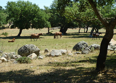 paddock, coupling, horses, plant, tree, mammal, animal themes, animal, group of animals, field, land, vertebrate, domestic animals, grass, nature, livestock, animal wildlife, domestic, no people, day, grazing, pets, sunlight, herbivorous, outdoors, 2K, CC0, public domain, royalty free