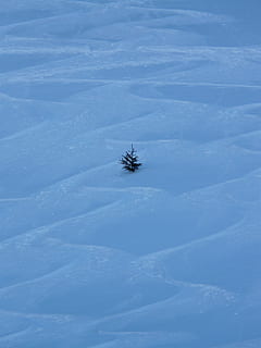 fyrretræ, vinterlige, vinter, spor, gran, træ, stå på ski, logre, afgang, dyb sne, ensom, forlade, kold, frost-, sne, natur, koldtemperatur, sæson, hvid, udendørs, Skov, blå, Frosset, kold temperatur, ingen mennesker, jord, hvid farve, Mark, dag, høj vinkel visning, skønhed i naturen, dyr, tæt på, dækker, ro, dyre temaer, scenics - natur, sner, pulver sne, 2K, CC0, offentligt domæne, royaltyfrie