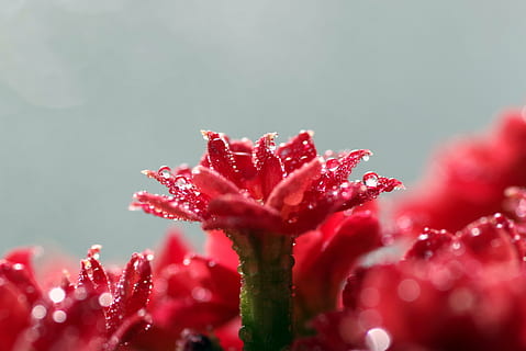 rosolia, fiore, rosso, macro, minuscolo, rosone, gocce, acqua, rosa, splendore, bokeh, sfocatura, fiori, pianta, vulnerabilità, fragilità, pianta fiorita, bellezza nella natura, freschezza, avvicinamento, messa a fuoco selettiva, natura, far cadere, nessuno, bagnato, crescita, petalo, testa di fiore, infiorescenza, all'aperto, primavera, rugiada, sepalo, 4K, CC0, dominio pubblico, privo di copyright