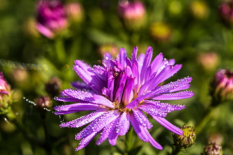 foto ravvicinata, viola, fiore di crisantemo, gocce d'acqua, astro, herbstaster, goccia di rugiada, goccioline, bagnato, fiorire, fioritura, autunno, fiore, pianta ornamentale, Estate inoltrata, compositi, autunno-fiori, Germoglio, colore, natura, pianta, giardino, vicino, pianta fiorita, vulnerabilità, bellezza nella natura, fragilità, freschezza, crescita, concentrarsi sulle conoscenze acquisite, petalo, avvicinamento, testa di fiore, infiorescenza, nessuno, all'aperto, giorno, messa a fuoco selettiva, colore rosa, polline, primavera, rugiada, 5K, CC0, dominio pubblico, privo di copyright