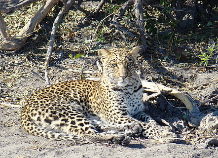 leopard, hvilende, jord, safari, kat, Botswana, Afrika, dyreliv, natur, stor kat, fik øje på, pletter, dyr i naturen, dyr, dyre temaer, pattedyr, et dyr, hvirveldyr, Mark, feline, lempelse, ingen mennesker, dag, carnivora, sollys, gepard, 2K, CC0, offentligt domæne, royaltyfrie