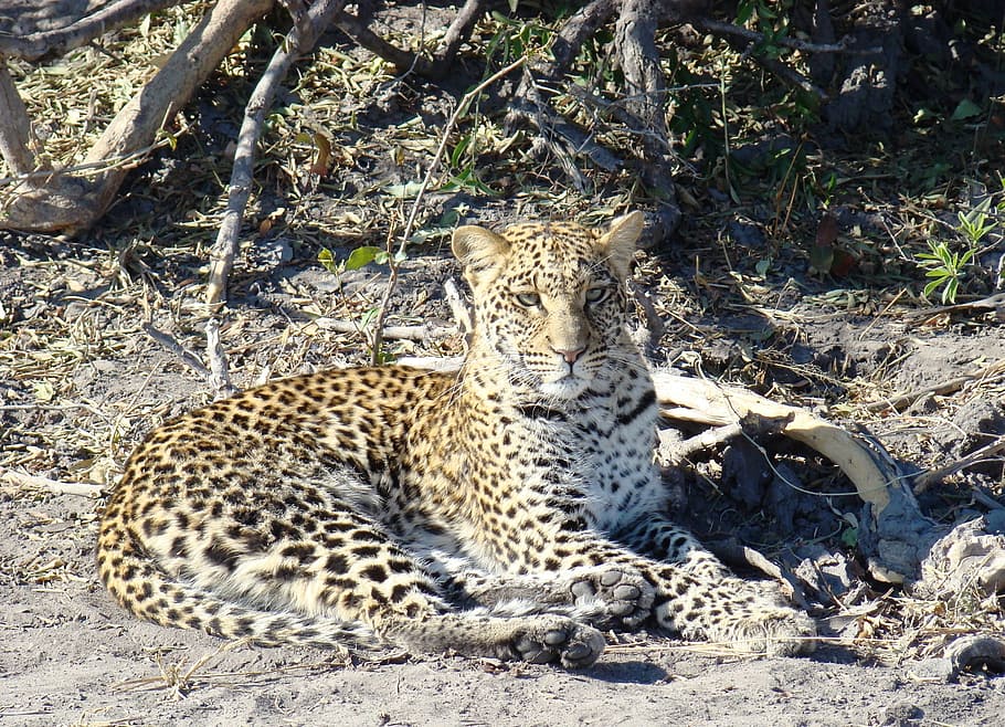 leopard, hvilende, jord, safari, kat, Botswana, Afrika, dyreliv, natur, stor kat, fik øje på, pletter, dyr i naturen, dyr, dyre temaer, pattedyr, et dyr, hvirveldyr, Mark, feline, lempelse, ingen mennesker, dag, carnivora, sollys, gepard, 2K