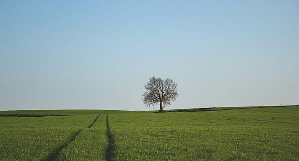 verde, câmpul de plante, albastru, cer, iarbă, camp, unu, copac, permanent, orizont, natură, rural, mediu rural, agricultură, peisaj, fermă, creştere, o scenă liniștită, liniște, frumusețe în natură, plantă, teren, mediu inconjurator, cer senin, scenice - natura, Culoarea verde, orizont pe uscat, nici o persoana, în aer liber, 5K