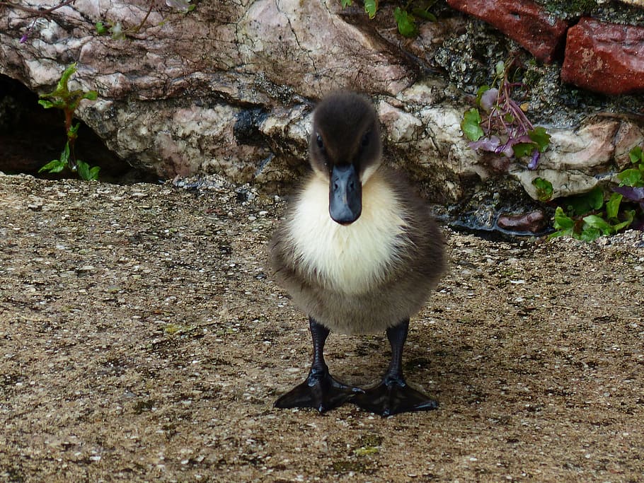 ànecs, pollets, petit, ducky, jove, temes d'animals, animal, vertebrats, un animal, ocell, animals a la natura, fauna animal, naturalesa, dia, animal jove, cap gent, ocell jove, terra, longitud completa, rock, sòlid, camp, a l'aire lliure, rock - object, vista frontal, 4K