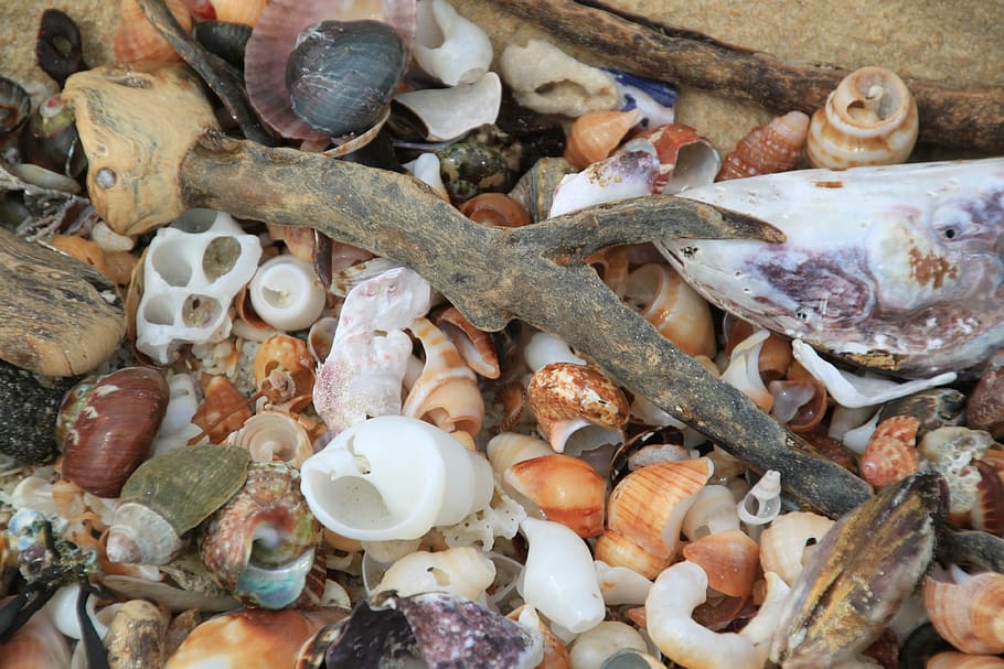 musclos, shell, closca de cargol, cargol, tancar, mar, Àfrica, marítim, Costa, naturalesa, festa, platja, viatjar, color, bonic, flotsam, fusta de deriva, col · lecció, cargols, animals marins, marc complet, menjar i beguda, animal, menjar, marisc, elecció, cap gent, fons, gran grup d'objectes, variació, alimentació saludable, primer pla, fauna animal, abundància, mercat, closca d’animals, benestar, frescor, petxina de mar, marí, 4K