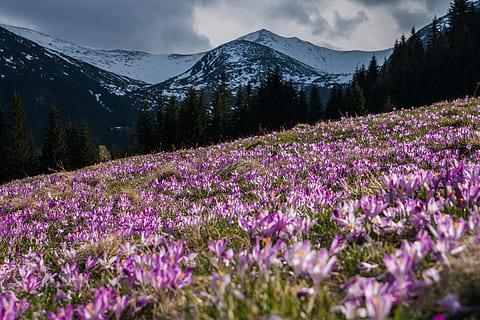 rosa, campo di fiori, giorno, Senza titolo, viola, bianca, fiori, montagna, croco, pendio, natura, fiore, all'aperto, paesaggio, bellezza nella natura, Paesaggi, estate, nessuno, catena montuosa, blu, cielo, pianta, colore verde, nuvola - cielo, pianta fiorita, crescita, scenics - natura, scena tranquilla, la tranquillità, terra, albero, campo, ambiente, montagna innevata, letto di fiori, 4K, CC0, dominio pubblico, privo di copyright