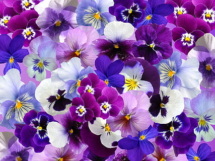 roz, alb, Violet, flori, grafic, trei fraţi pătaţi, Paști, primăvară, colorat, easter spring, decor, culoare, plantă, a inflori, floare, planta cu flori, prospeţime, petală, frumusețe în natură, fragilitate, vulnerabilitate, inflorescenţă, cap de floare, a închide, creştere, nici o persoana, cadru complet, fundaluri, natură, vedere în unghi mare, zi, în aer liber, polen, 2K, CC0, domeniu public, fără drepturi de autor