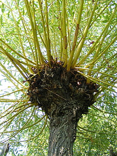 Geäst, Baum, Kofferraum, weinend, Weide, Gelb, Pflanzen, Natur, Ast, Blatt, Wald, Pflanze, Wachstum, keine Leute, Baumstamm, Flachwinkelansicht, Tag, Schönheit in der Natur, grüne Farbe, Ruhe, draußen, Pflanzenteil, Nahansicht, Palme, Tier, Tierthemen, Borke, 2K, CC0, gemeinfrei, lizenzfrei