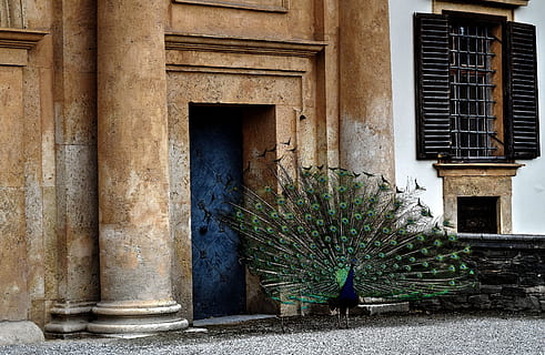 pavo real, bloquear, castillo, eggenberg, estructura construida, arquitectura, exterior del edificio, día, edificio, ventana, nadie, casa, Entrada, al aire libre, Distrito residencial, naturaleza, puerta, antiguo, color verde, planta, historia, ciudad, escalera, el pasado, 2K, CC0, dominio público, libre de derechos