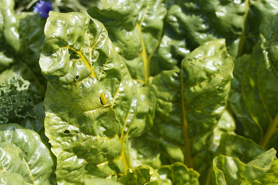 bleda, full, brillant, verd, flora, planta, saludable, nutritiu, vitamines, verdures, vegetals, color verd, alimentació saludable, menjar i beguda, benestar, menjar, frescor, cap gent, primer pla, aliments crus, part de la planta, creixement, orgànic, naturalesa, dia, marc complet, aigua, tirar, 5K