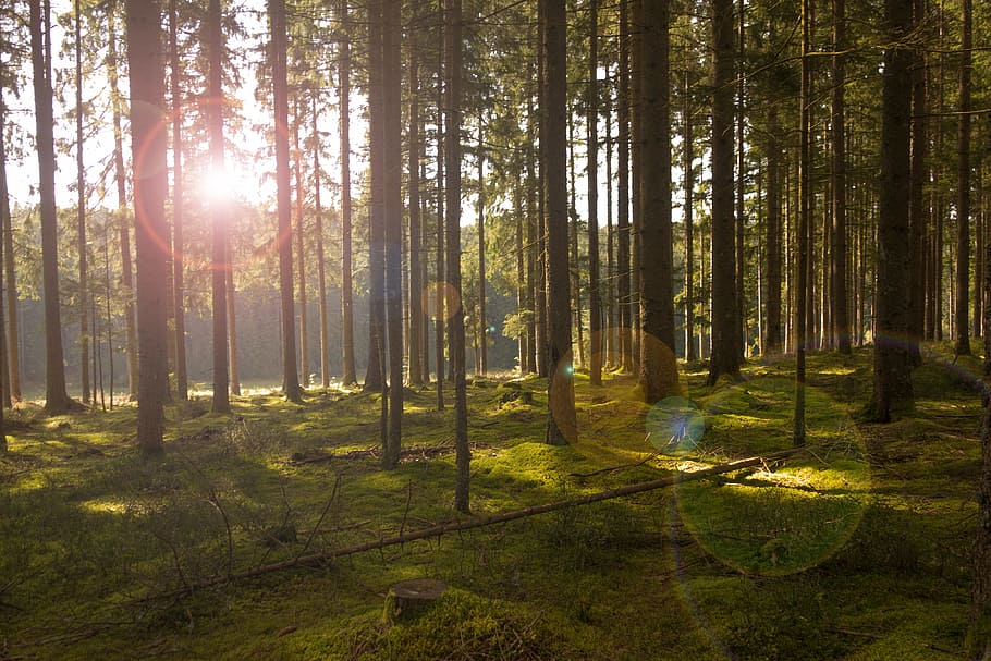 luce del sole, attraverso, foresta, giorno, alberi, luce, sole, raggio di sole, natura, autunno, paesaggio, umore, Morgenstimmung, luce posteriore, muschio, verde, sognare, foresta fatata, foresta delle fiabe, albero, bosco, all'aperto, colore verde, Paesaggi, foglia, tronco d'albero, nessuno, ambiente, pianta, mattina, estate, bellezza nella natura, scena tranquilla, area selvaggia, scena non urbana, fogliame lussureggiante, luce - fenomeno naturale, immagine a colori, terra, la tranquillità, tronco, scenics - natura, crescita, ombra, albero di conifere, streaming, 4K