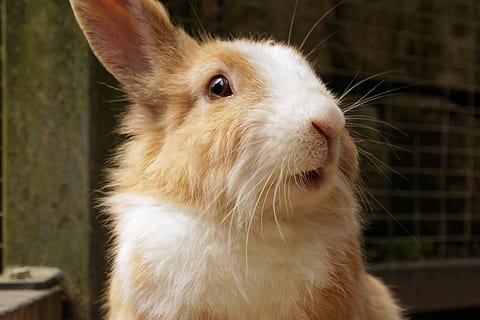 blanc, marró, llebre, conill, mascota, bonic, animal, dolç, llebre petita, conill nana, conill nan, pell, llarga orellada, nager, cap, cullera, mamífer, món animal, castell de sababurg, un animal, temes d'animals, mascotes, primer pla, centrar-se en primer pla, fauna animal, animals domèstics, vertebrats, nacional, bigotis, part del cos dels animals, conill - animal, cap gent, dia, retrat, mirant, rosegador, cap d’animals, herbívors, 4K, CC0, domini públic, lliure de regalies