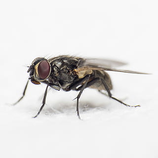 photographie rapprochée, noir, commun, mouche domestique, fermer, photo, voler, punaise, insecte, ailes, la nature, invertébré, animal, thèmes animaux, la faune des animaux, animaux à l'état sauvage, un animal, aile des animaux, couleur blanche, fond blanc, super gros-plan, en plein air, personne, partie du corps de l'animal, macro, journée, oeil d'animal, 2K, CC0, domaine public, libre de droits