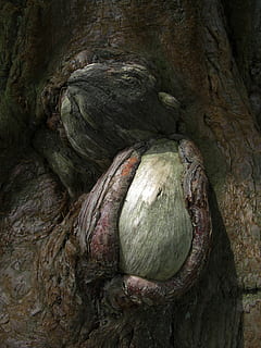 albero, abbaiare, verruca, strutturato, nessuno, avvicinamento, tronco d'albero, tronco, ruvido, sfondi, giorno, pianta, modello, all'aperto, natura, fotogramma intero, roccia, Inquadratura dal basso, concentrarsi sulle conoscenze acquisite, dettaglio, crescita, modello naturale, 2K, CC0, dominio pubblico, privo di copyright