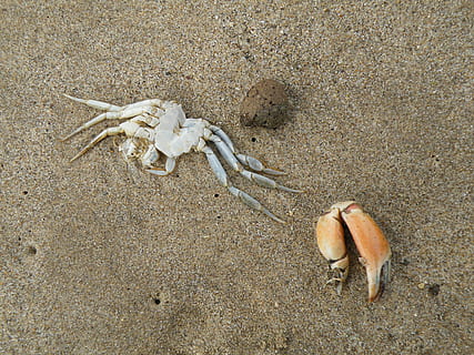 Crab, Dead, Claw, Crustacean, Ocean, beach, sand, nature, animal, sea, legs, outdoor, shellfish, wildlife, summer, pincers, creature, coast, corpse, shore, one animal, animal themes, day, animal wildlife, land, animals in the wild, no people, high angle view, marine, vertebrate, sea life, outdoors, 2K, CC0, public domain, royalty free