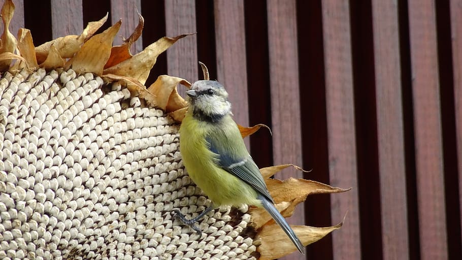 tit, sykora, ocell, temes d'animals, animal, vertebrats, fauna animal, animals a la natura, cap gent, grup d’animals, dia, centrar-se en primer pla, naturalesa, mamífer, animals domèstics, tanca, primer pla, a l'aire lliure, groc, material de fusta, límit, 4K