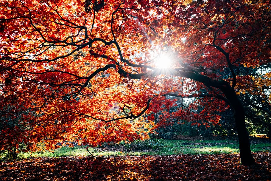 arbres caiguts, al costat, cos, aigua, durant el dia, marró, arbre de fulla, arbres, sol, tardor, caure, fulles, arce japonès, westonbirt, taronja, vermell, naturalesa, arbre, full, planta, llum solar, canvi, bellesa a la natura, tranquil·litat, escenics - natura, branca, cap gent, creixement, raig de sol, terra, escena tranquil·la, cel, parc, dia, a l'aire lliure, flare de la lent, streaming, brillant, copa de l'arbre, 4K