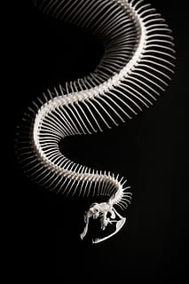 scheletro di serpente, scheletro, osso di serpente, nero, sfondo, un animale, sfondo nero, in casa, girato in studio, nessuno, fauna selvatica, spirale, parte del corpo animale, vertebrato, osso, avvicinamento, serpente, lunghezza intera, scheletro animale, creatività, mammifero, composito digitale, 5K, CC0, dominio pubblico, privo di copyright