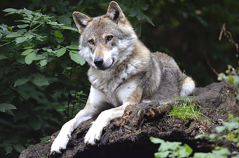 gray, white, wolf, lying, wooden, surface, concerns, forest, predator, canine, isegrim, pack animal, animal, one animal, animal themes, mammal, animals in the wild, animal wildlife, vertebrate, nature, plant, tree, no people, land, day, looking away, rock, looking, solid, relaxation, outdoors, 4K, CC0, public domain, royalty free