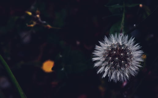 sløring, tæt på, farve, mælkebøtte, mørk, aften, blomst, nat, udendørs, plante, hvid blomst, blomstrende plante, friskhed, skrøbelighed, natur, sårbarhed, ingen mennesker, fokus på forgrunden, skønhed i naturen, blomsterstand, blomsterhoved, dag, vækst, udyrkede, mælkebøtte frø, blødhed, 5K, CC0, offentligt domæne, royaltyfrie