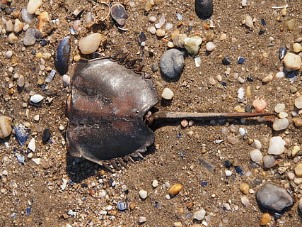 scheletro, raggio, spiaggia, sabbia, oceano, natura, marino, animale, morto, conchiglia, riva, terra, solido, vista dall'alto, pietra - oggetto, roccia, avvicinamento, giorno, nessuno, ciottolo, fauna selvatica, roccia - oggetto, pietra, all'aperto, mare, sporco, 4K, CC0, dominio pubblico, privo di copyright