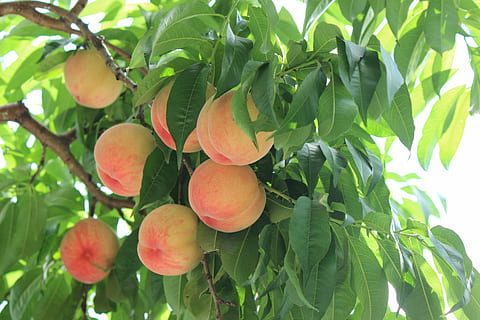 pink, yellow, fruit, tree, fukushima, peach, summer, food and drink, leaf, food, green color, agriculture, plant part, healthy eating, growth, plant, freshness, nature, wellbeing, fruit tree, close-up, day, ripe, beauty in nature, no people, outdoors, 5K, CC0, public domain, royalty free