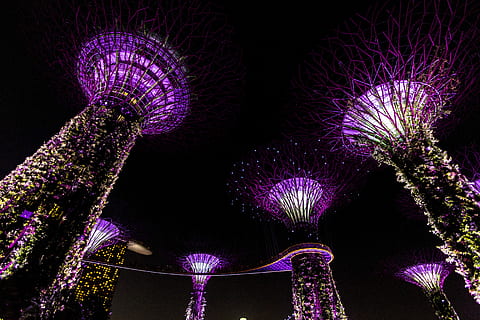zahrady v Singapuru, záliv, zahrada, singapore, budova, architektura, struktura, noc, světla, nachový, květ, rostlina, kvetoucí rostlina, Příroda, nikdo, černé pozadí, svěžest, krása v přírodě, svítí, venku, vícebarevné, studio shot, purpurová, zářivé barvy, růst, jaro, světlo - přírodní jev, tvořivost, květu hlavy, 5K, CC0, veřejná doména, bez autorských práv
