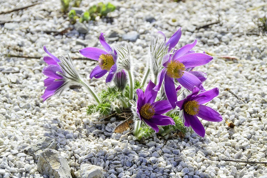 flor, naturalesa, planta, flors, floral, Pasqueflower, planta amb flors, frescor, vulnerabilitat, bellesa a la natura, fragilitat, porpra, pètal, cap de flor, primer pla, inflorescència, creixement, cap gent, dia, safrà, centrar-se en primer pla, iris, vista d’angle alt, a l'aire lliure, primavera, pol·len, grava, còdols, 5K