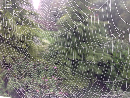 Spinnennetz, Spinne, Netzwerk, Tautropfen, Spinnennetz, Spinne, Natur, Tau, fallen, Nahansicht, Makro, Sommer-, Hintergründe, Netting, nass, draußen, Netz, Zerbrechlichkeit, Verletzlichkeit, Fokus auf den Vordergrund, keine Leute, Vollbild, Schönheit in der Natur, natürliches Muster, Muster, Tag, Komplexität, Tierthemen, selektiver Fokus, konzentrisch, 2K, CC0, gemeinfrei, lizenzfrei