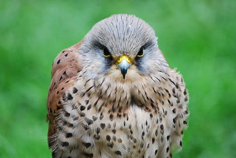 gheppio, falco, avvicinamento, cacciatore, becco, uccello rapace, temi animali, animali allo stato selvatico, un animale, animale, fauna selvatica, uccello, vertebrato, concentrarsi sulle conoscenze acquisite, nessuno, giorno, natura, all'aperto, parte del corpo animale, falco - uccello, ritratto, terra, testa di animale, aquila, occhio animale, 4K, CC0, dominio pubblico, privo di copyright
