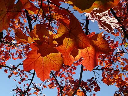 superior, amunt, arbre, fullatge de tardor, tardor, fulles d'auró, vermell, groc, taronja, maple, fulles de tardor, fulles, groc daurat, or, colors de la tardor, color de la tardor, fullatge, naturalesa, Acer platanoides, auró de fulles d’agulla, arbre caducifoli, acer, Maple noruec, canvi, part de la planta, full, planta, color taronja, branca, vista d’angle baix, bellesa a la natura, cap gent, dia, fulla d'auró, arbre d'auró, creixement, primer pla, cel, a l'aire lliure, condició natural, col·lecció de tardor, caure, 2K, CC0, domini públic, lliure de regalies