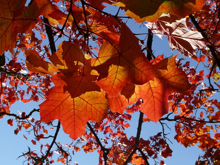 superior, amunt, arbre, fullatge de tardor, tardor, fulles d'auró, vermell, groc, taronja, maple, fulles de tardor, fulles, groc daurat, or, colors de la tardor, color de la tardor, fullatge, naturalesa, Acer platanoides, auró de fulles d’agulla, arbre caducifoli, acer, Maple noruec, canvi, part de la planta, full, planta, color taronja, branca, vista d’angle baix, bellesa a la natura, cap gent, dia, fulla d'auró, arbre d'auró, creixement, primer pla, cel, a l'aire lliure, condició natural, col·lecció de tardor, caure, 2K
