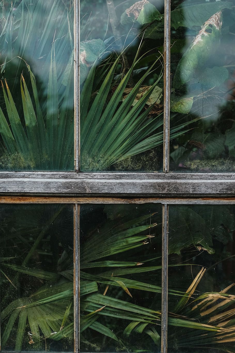 primer pla, sago palm, finestra, escut, vidre, verd, plantes, naturalesa, fora, planta, color verd, creixement, cap gent, dia, marc complet, fons, part de la planta, full, vidre - material, reflexió, a l'aire lliure, bellesa a la natura, transparent, hivernacle, aigua, terra, viver de plantes, 5K