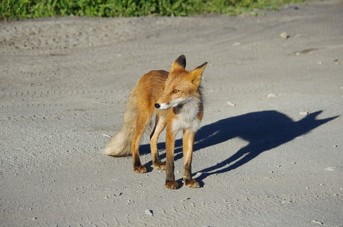 braun, Fuchs, grau, Sand, Fuchs, Motte, Raubtier, wildes Biest, Hunger, Motte, Straße, Treffen, Sommer-, Schatten, Tierthemen, Säugetier, ein Tier, Tierwelt, Tiere in freier Wildbahn, Tier, Sonnenlicht, Wirbeltier, keine Leute, Natur, Tag, High Angle View, Haustiere, draußen, Land, Jungtier, 1080P, CC0, gemeinfrei, lizenzfrei