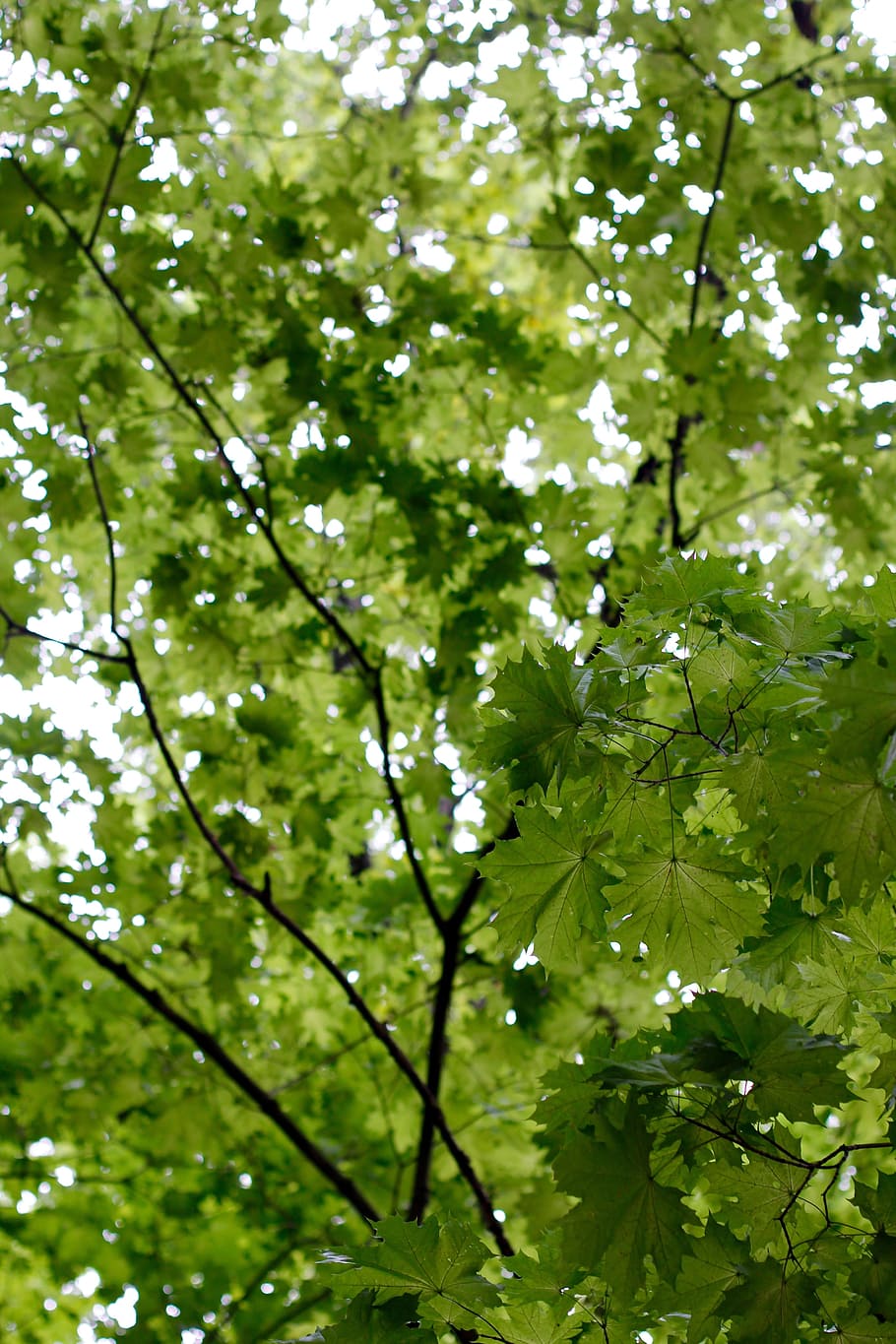 arbre, branques, estètic, naturalesa, fulles, tribu, corona, registre, parc, full, branca, a l'aire lliure, planta, primavera, color verd, bosc, estiu, cap gent, frescor, bellesa a la natura, creixement, part de la planta, dia, fragilitat, flor, vulnerabilitat, medi ambient, verd, primer pla, centrar-se en primer pla, brillant, 5K