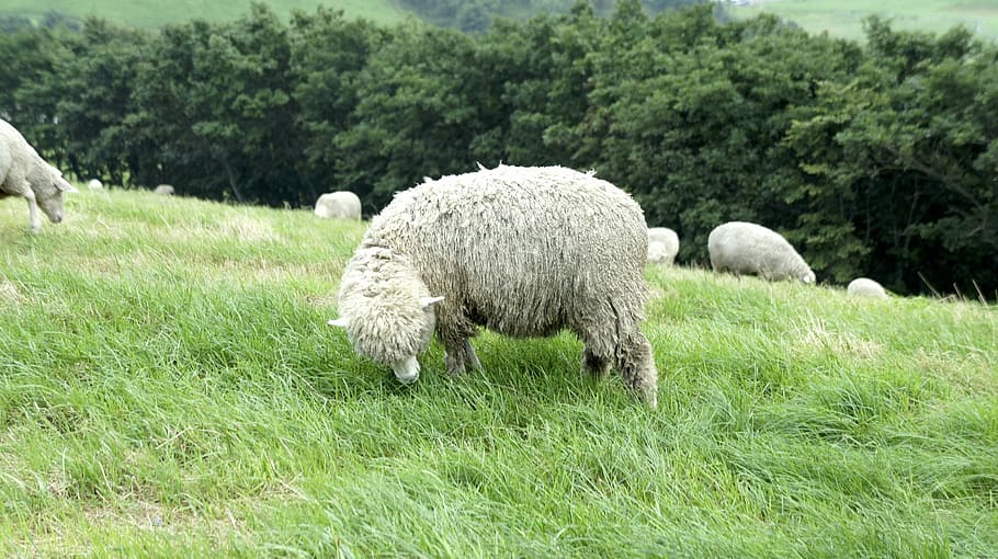 daegwallyeong, yang, ranxo, herba, pasturatge, bestiar, camp, naturalesa, color verd, mamífer, ovelles, planta, temes d'animals, animal, animals domèstics, vertebrats, terra, mascotes, nacional, agricultura, grup d’animals, xai, arbre, cap gent, herbívors, a l'aire lliure, 1080P