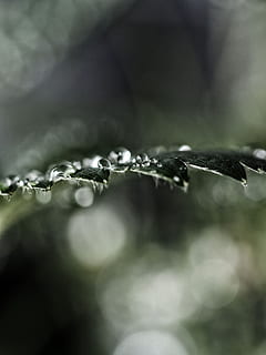 selectiu, centrat, foto, aquós, micro, fotografia, rosada, gotes, full, aigua, naturalesa, tirar, macro, humit, primer pla, gota de pluja, pluja, fons, defocated, frescor, enfocament selectiu, refracció, cap gent, planta, bellesa a la natura, dia, creixement, puresa, centrar-se en primer pla, fragilitat, vulnerabilitat, a l'aire lliure, temporada de pluges, fulla d'herba, 4K, CC0, domini públic, lliure de regalies