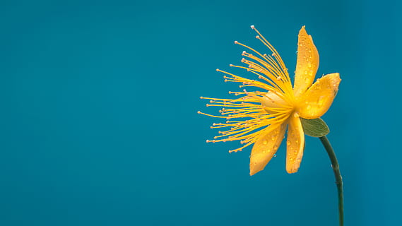 Gelb, Blau, Blütenblatt Blume, Foto, Minnie Mouse Busch Blume, Blume, Freiraum, Blatt, Tröpfchen, Regen, fallen, Wassertropfen, Blauer Hintergrund, Detail, Makro, gelbe Blume, Nahansicht, blühende Pflanze, Frische, farbiger Hintergrund, Pflanze, Schönheit in der Natur, Studioaufnahme, Blütenblatt, Blütenstand, Natur, kopieren sie platz, Blütenkopf, Zerbrechlichkeit, Verletzlichkeit, Wachstum, keine Leute, Pollen, 5K, CC0, gemeinfrei, lizenzfrei