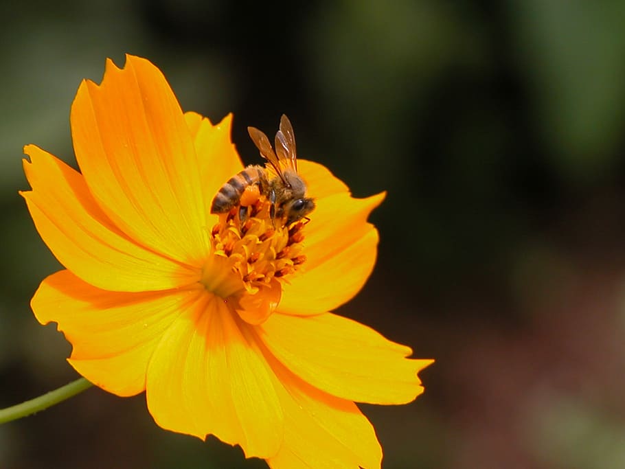 blomst, bi, orange, blomstrende plante, skrøbelighed, kronblad, sårbarhed, friskhed, skønhed i naturen, blomsterhoved, vækst, blomsterstand, plante, hvirvelløse, dyr i naturen, dyreliv, dyre temaer, gul, tæt på, dyr, insekt, et dyr, pollen, ingen mennesker, bestøvning, udendørs, 2K
