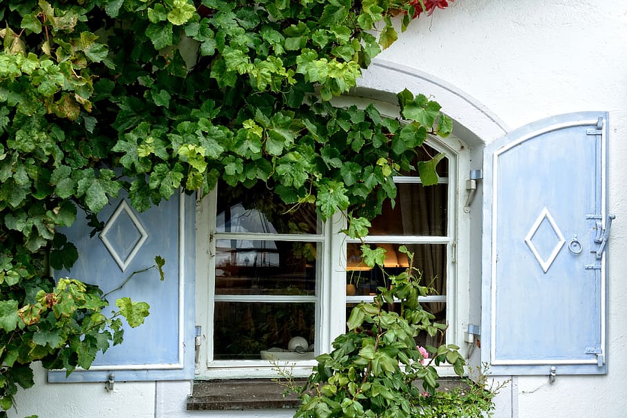 ha aperto, blu, di legno, finestre, bianca, costruzione, finestra, facciata, pianta, fiore, ingrowing, edera, hauswand, fouling, compagno di vino, scalatore, persiane pieghevoli, parete, esterno dell'edificio, architettura, struttura costruita, crescita, porta, Entrata, giorno, parte vegetale, foglia, natura, Casa, nessuno, colore verde, all'aperto, chiuso, quartiere residenziale, 4K