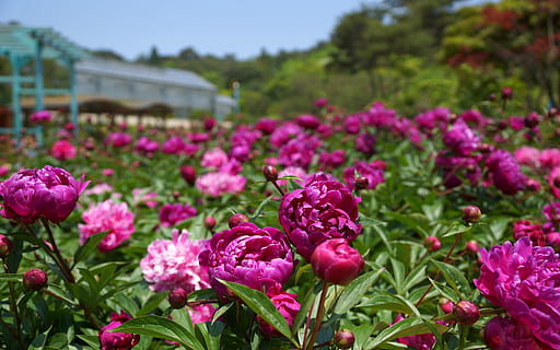 klitschko, sigui o no, k, planta amb flors, flor, planta, bellesa a la natura, frescor, vulnerabilitat, color rosa, creixement, fragilitat, naturalesa, centrar-se en primer pla, primer pla, cap gent, inflorescència, pètal, cap de flor, dia, llum solar, primavera, jardí, porpra, a l'aire lliure, llit de flors, jardí ornamental, jardineria, 1080P, CC0, domini públic, lliure de regalies