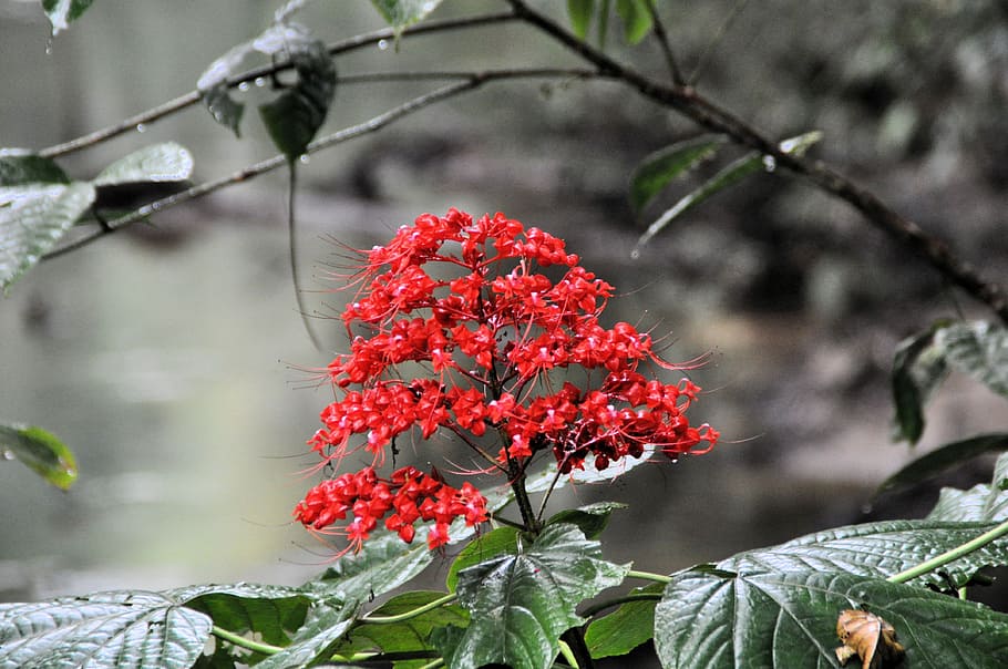 natura, foglia, albero, pianta, stagione, foresta pluviale, floreale, cespuglio, rosso, crescita, pianta fiorita, fiore, bellezza nella natura, freschezza, parte vegetale, avvicinamento, fragilità, giorno, vulnerabilità, concentrarsi sulle conoscenze acquisite, nessuno, ramo, all'aperto, cibo, 4K