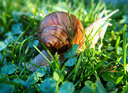 snegl, skal, snegle skaller, natur, spiralformet, bløddyr, dyr, krybdyr, boliger, haven snegle, græs, have, hvirvelløse, dyreliv, dyre temaer, mollusk, dyr i naturen, et dyr, dyreskal, havsnegle, tæt på, plante, grøn farve, ingen mennesker, dag, kedsomhed, dyr kropsdel, 4K, CC0, offentligt domæne, royaltyfrie