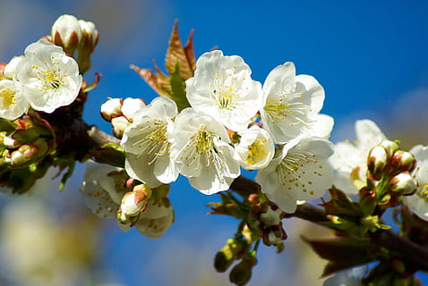 Obstbaum, Kirschblüten, Kirsche, Frühling, Blume, Pflanze, blühende Pflanze, Schönheit in der Natur, Frische, blühen, Zerbrechlichkeit, Baum, Wachstum, weiße Farbe, Himmel, Nahansicht, Ast, Natur, Verletzlichkeit, Blau, keine Leute, Blütenkopf, Pollen, draußen, Kirschblüte, Kirschbaum, 4K, CC0, gemeinfrei, lizenzfrei