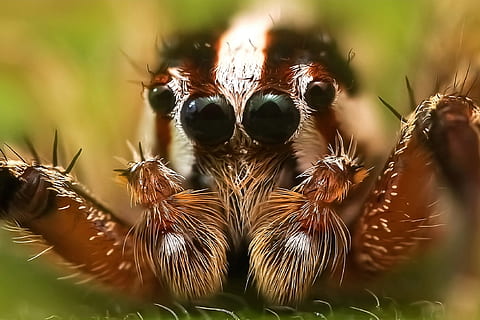 macro photography, brown, bold, jumping, spider, jumping spider, insect, macro, colors, detailed, magnification, close, selective focus, close-up, invertebrate, animals in the wild, one animal, arthropod, animal themes, animal, animal wildlife, arachnid, no people, day, zoology, nature, plant, animal body part, extreme close-up, outdoors, animal eye, 1080P, CC0, public domain, royalty free