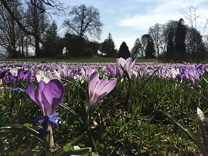kevät, krookus, niitty, violetti, kukka, kevään crocus, kevätkukka, keväällä, frühlingsanfang, kevään herääminen, kukinta, kasvisto, kukat, kiinni, luonto, kasvi, kauneus luonnossa, tuoreus, kasvu, puu, alttius, hauraus, ala, maa, terälehti, taivas, päivä, ei ihmisiä, lähikuva, iiris, vaaleanpunainen väri, ulkona, kukka pää, kukkapenkki, 4K, CC0, public domain, rojaltivapaa